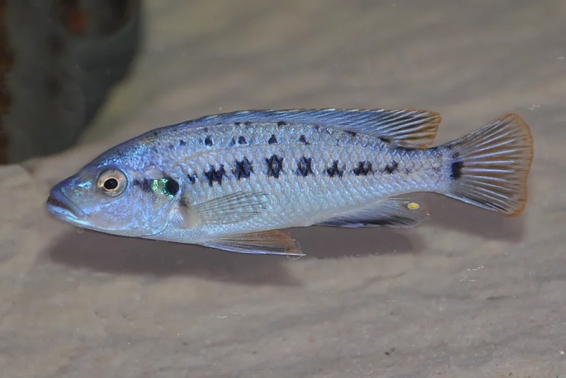 Pseudotropheus benetos 'Kirondo'